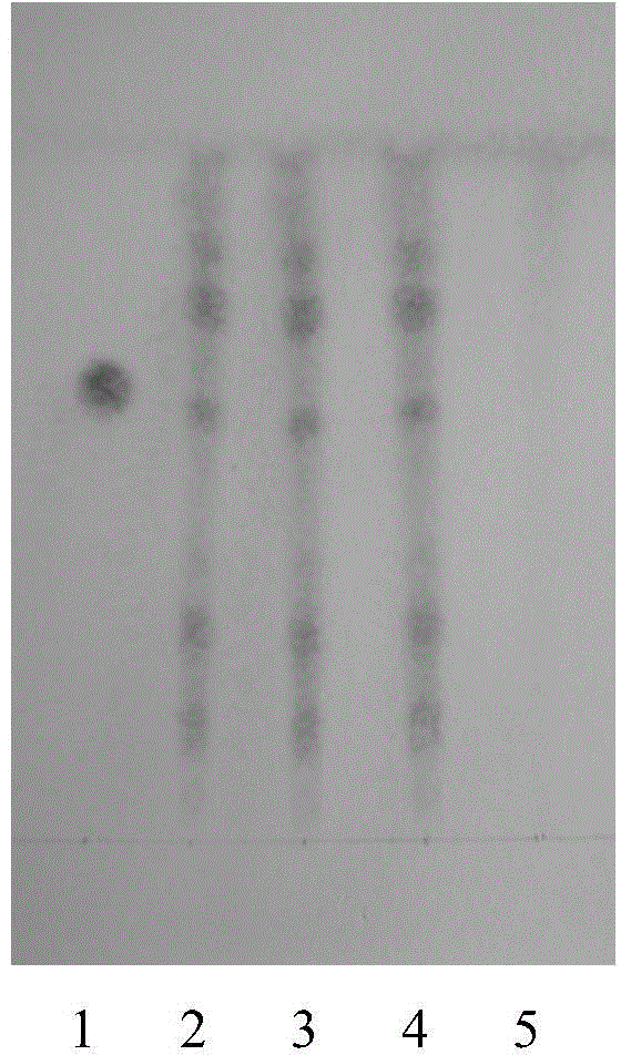 Method for inspecting quality of slender acanthopanax stilbenes powder