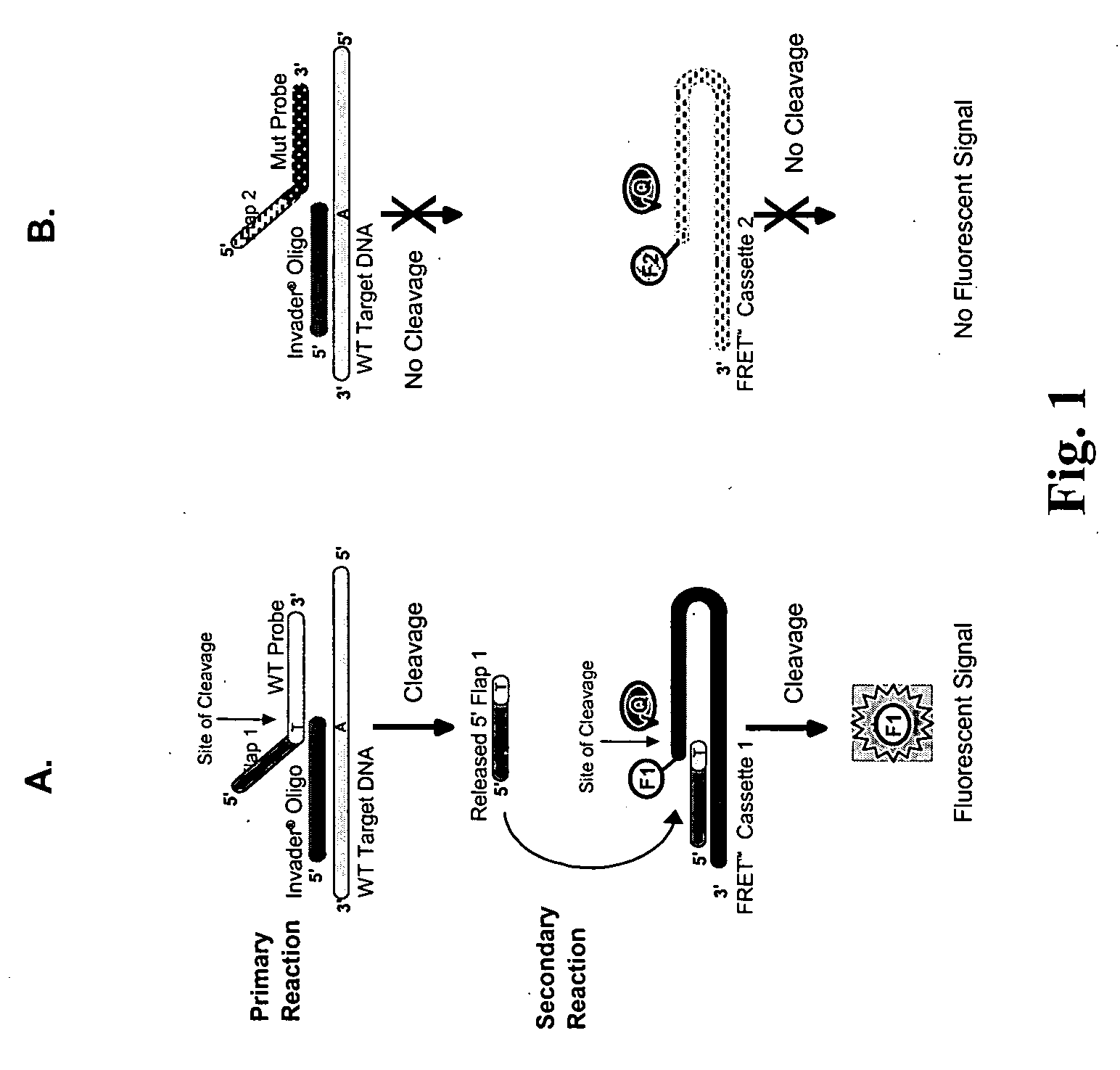 CFTR allele detection assays