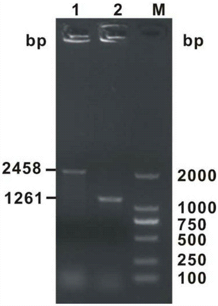 Recombinant bacterium for generating inosine, preparation method and application thereof