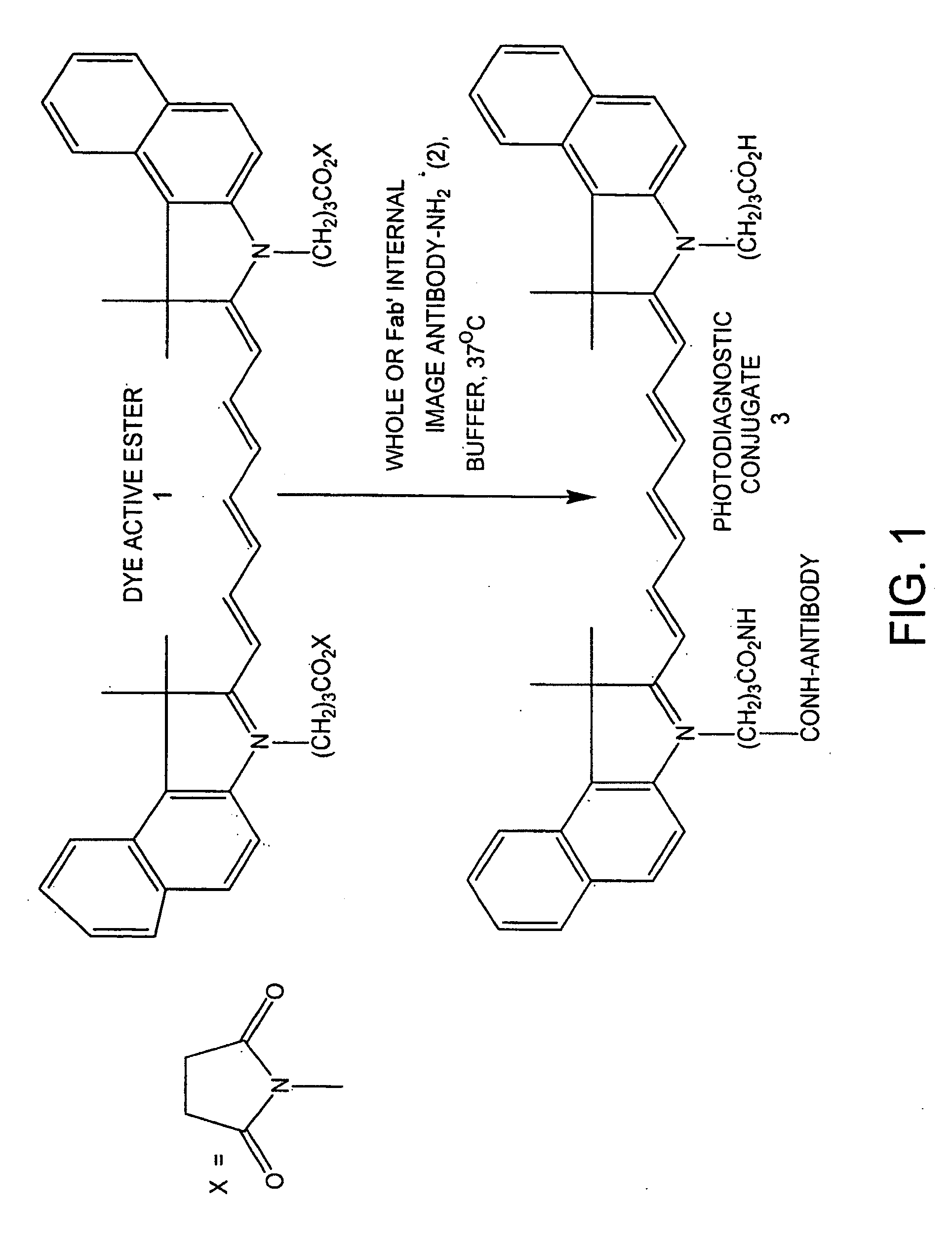 Internal image antibodies for optical imaging and therapy