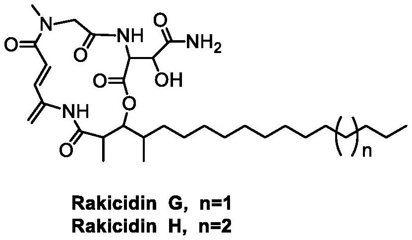 A marine micromonospora strain fermenting high-yield rakicidin H and its application