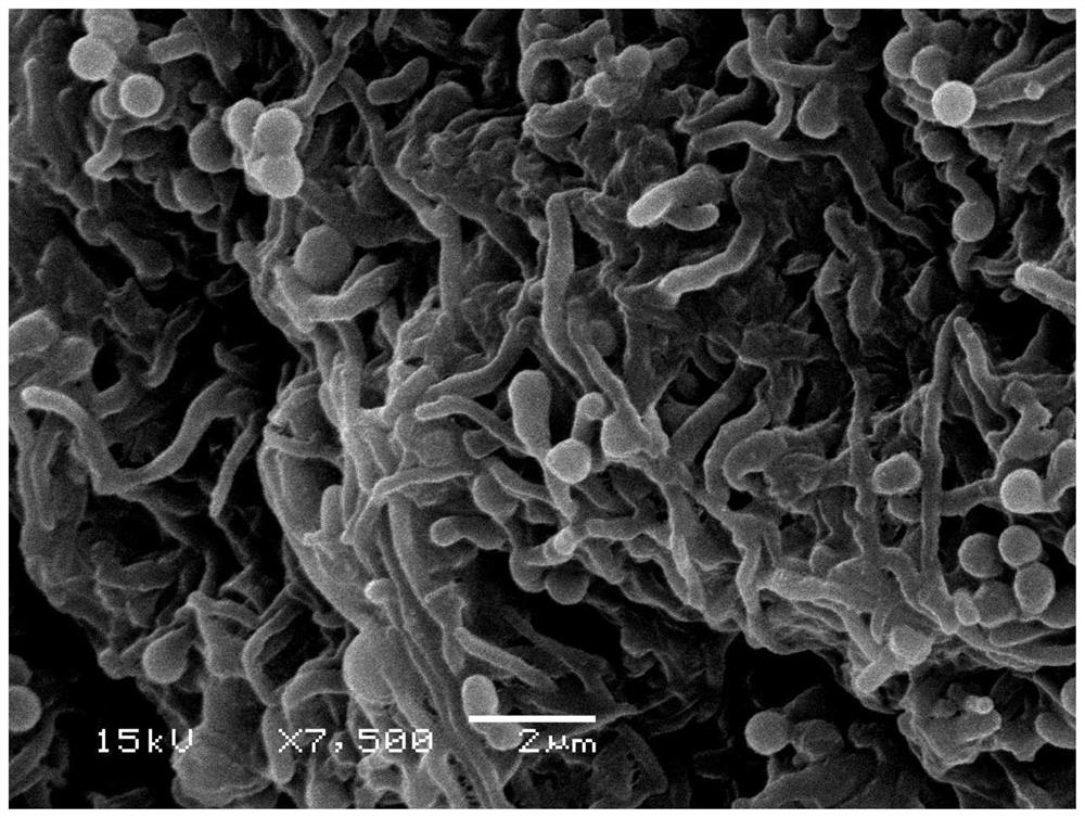 A marine micromonospora strain fermenting high-yield rakicidin H and its application