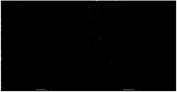 A method for preparing supported palladium catalysts using different precursor photochemical methods