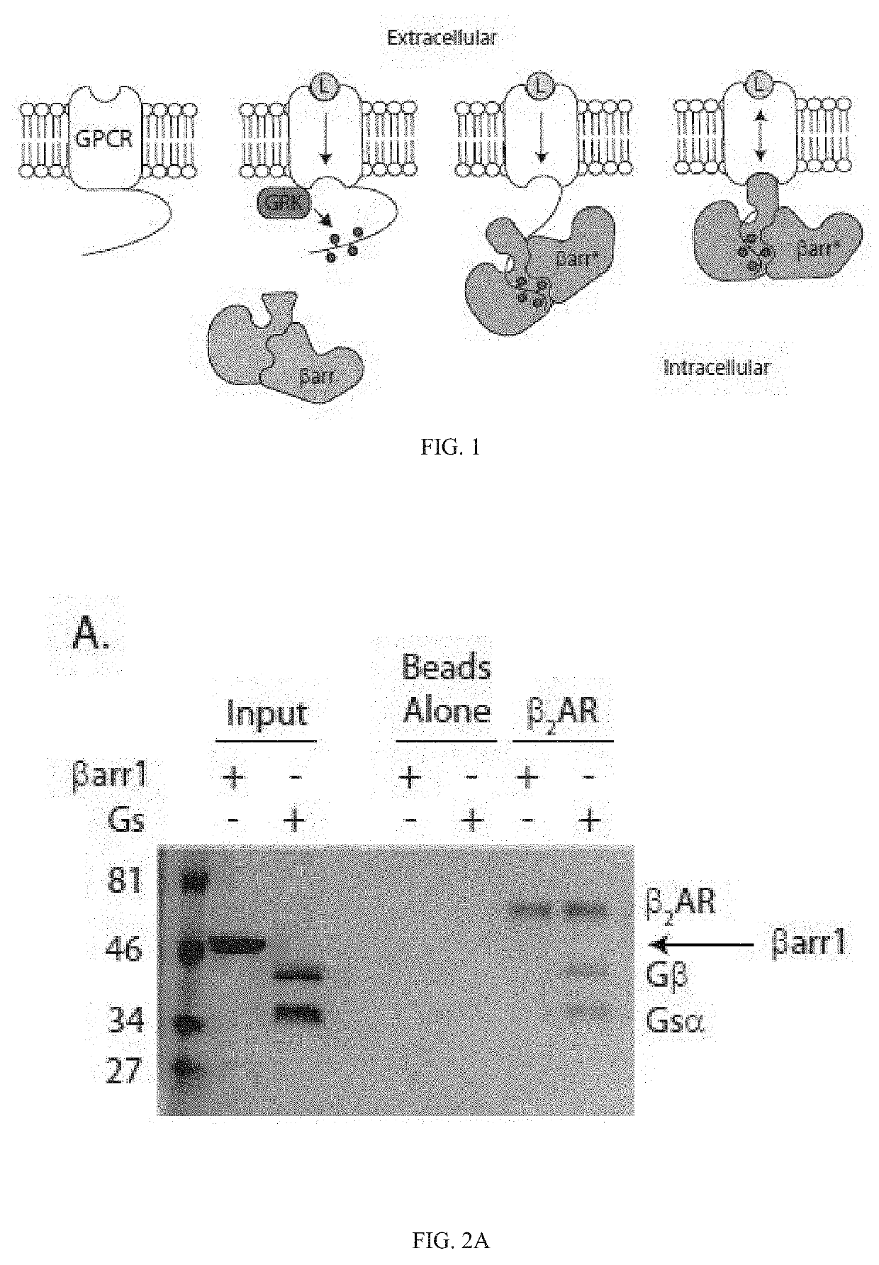 System and method for homogenous gpcr phosphorylation and identification of beta-2 adrenergic receptor positive allosteric modulators