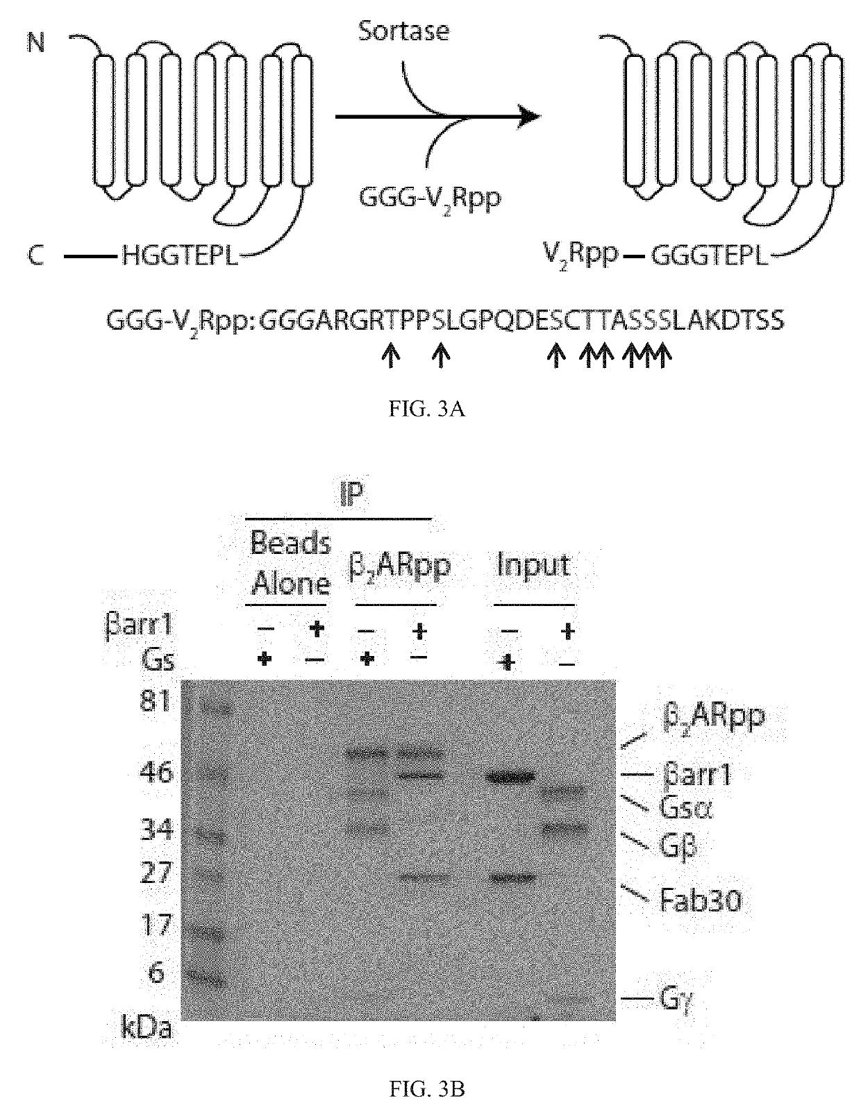 System and method for homogenous gpcr phosphorylation and identification of beta-2 adrenergic receptor positive allosteric modulators