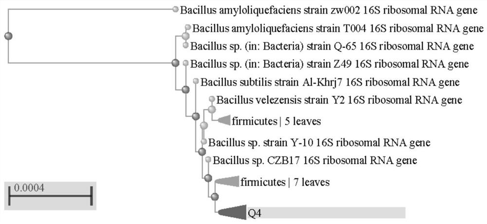 Bacillus amyloliquefaciens q4 strain with high production of α-glucosidase inhibitor, functional rice wine and preparation method