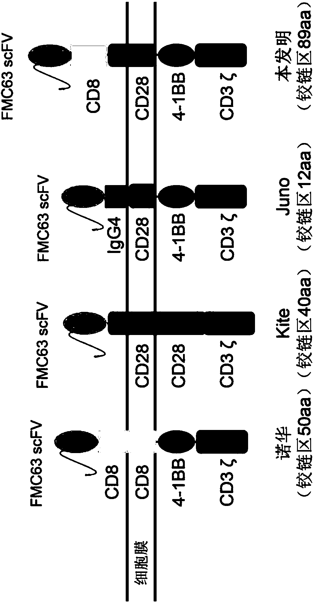 CD19 CART and application thereof