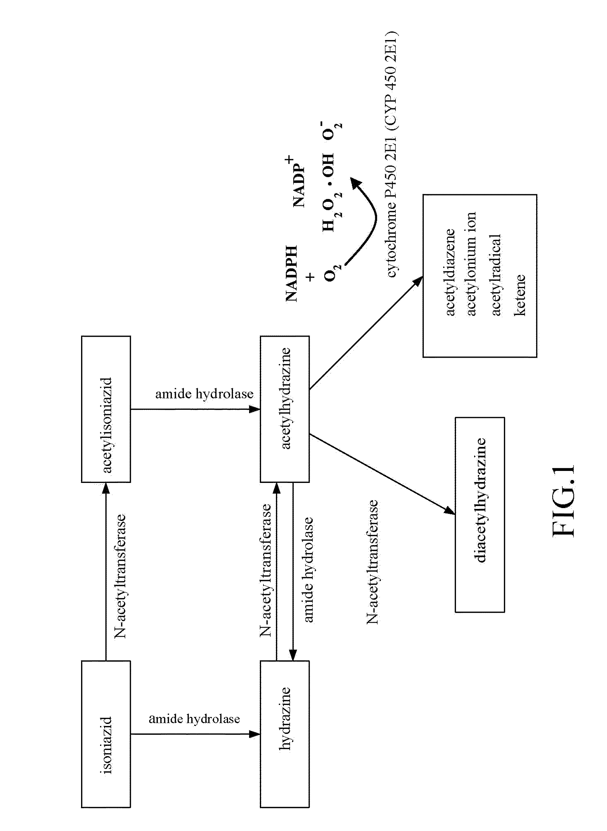 New low side effect pharmaceutical composition containing isoniazid