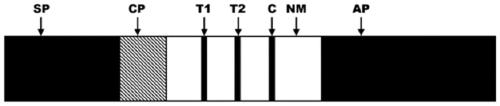 Detecting method for detecting methylation of specific gene