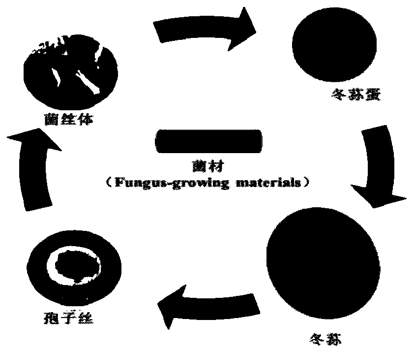 Traditional Chinese medicinal material cycle planting method