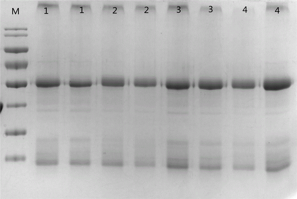 Milk caw PAG1 (Pregnancy-associated glycoprotein 1) polypeptide, and polyclonal antibody and application thereof