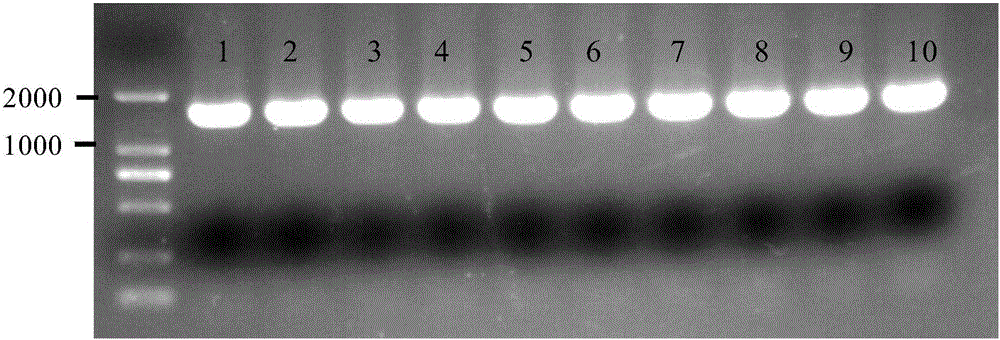Recombinase complex and in-vitro homologous recombination seamless cloning method