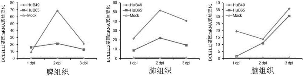 Application of duck BCL2L15 gene in livestock and poultry for resisting avian influenza virus (AIV)