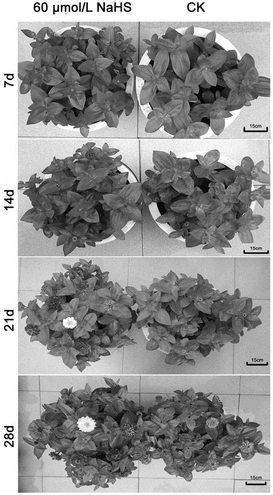 New application of sodium hydrosulfide for supplying hydrogen sulfide and promoting blooming of flowers and prolonging flowering phase