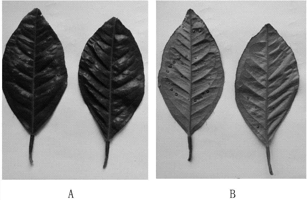 Serratia marcescens strain resistant to xanthomonas axonopodis pv. citri