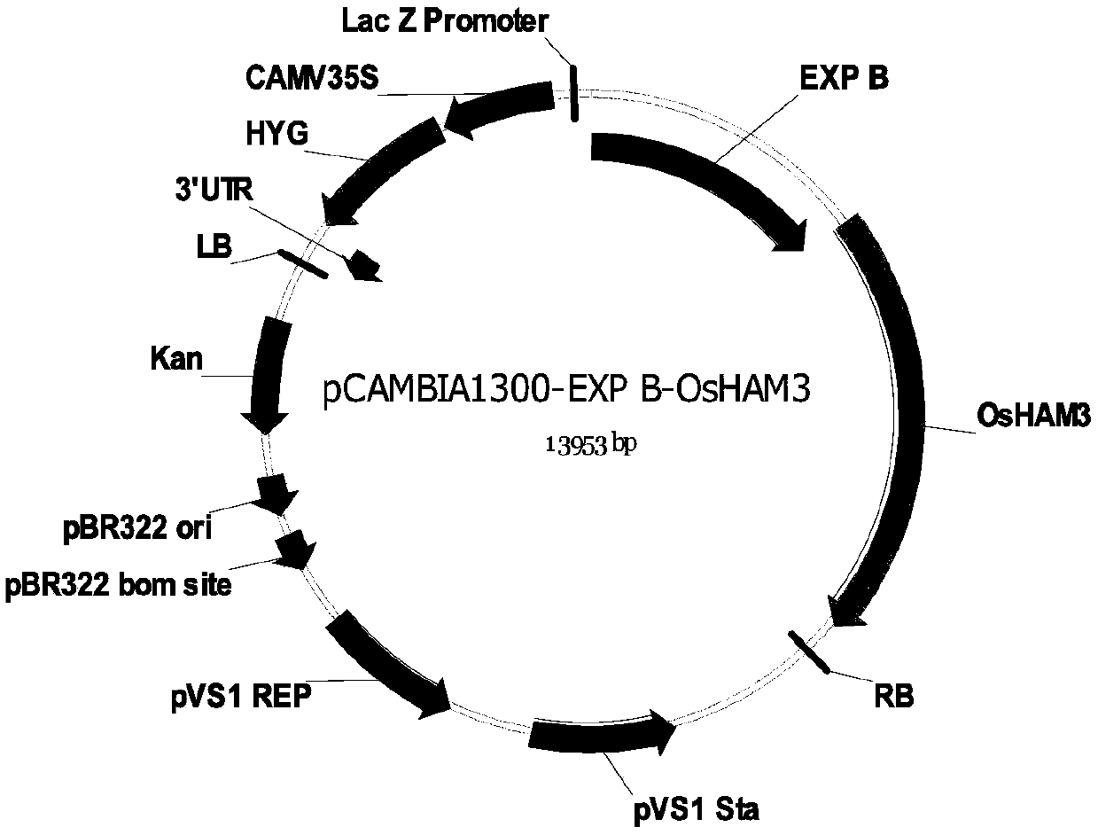 Construction and application of binary expression vector