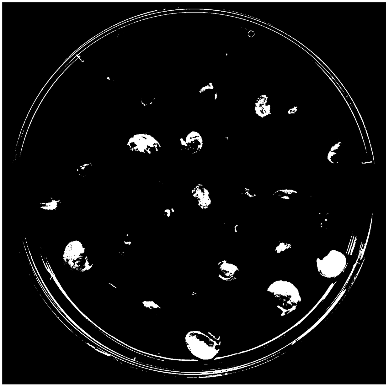 Method for Inducing the Callus Formation of Radix Radix Radix Radix Radix Radix L. by Utilizing Young Tender Lateral Roots