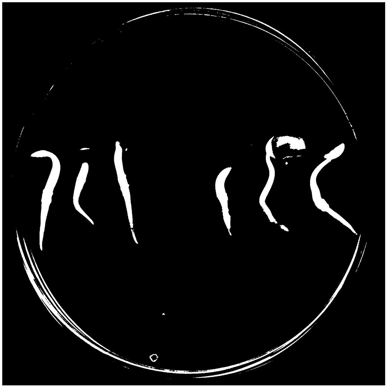 Method for Inducing the Callus Formation of Radix Radix Radix Radix Radix Radix L. by Utilizing Young Tender Lateral Roots