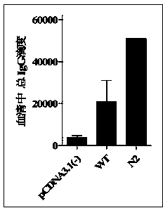 DNA (deoxyribonucleic acid) vaccine of HCV (hepatitis C virus) and preparation method thereof