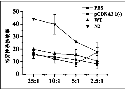 DNA (deoxyribonucleic acid) vaccine of HCV (hepatitis C virus) and preparation method thereof