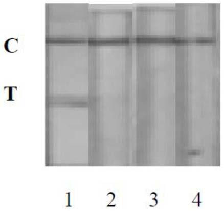 Colloidal gold test strip for detecting staphylococcus aureus and preparation method