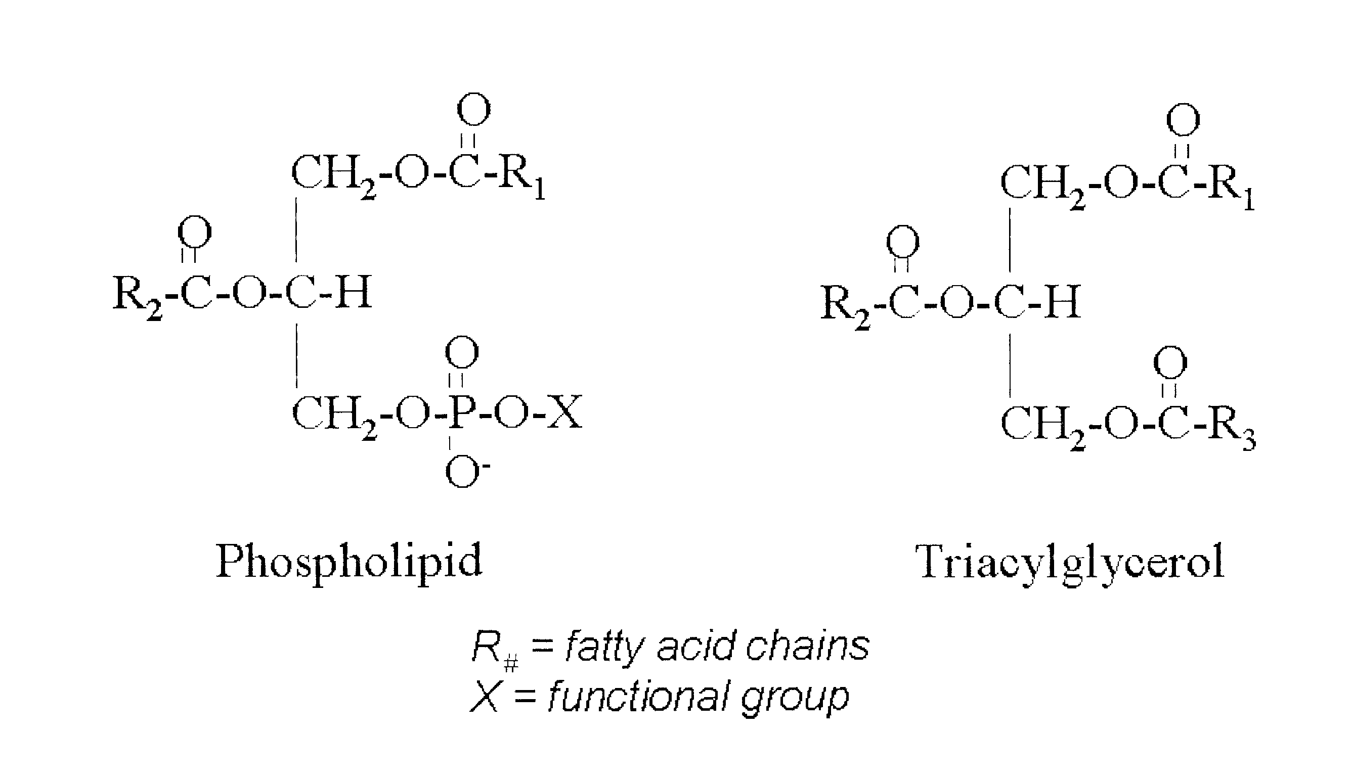 Generation of Triacylglycerols from Gums