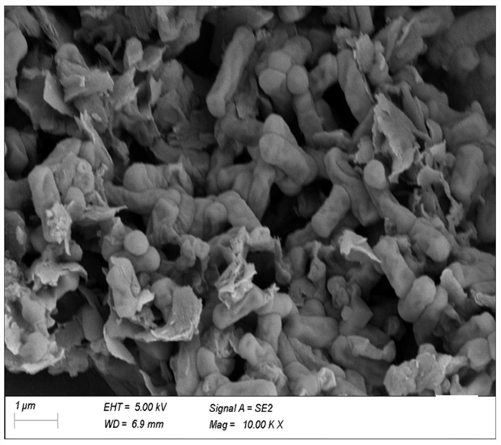 Proteus for reducing fe(iii) in clay minerals and its application to inhibit clay swelling