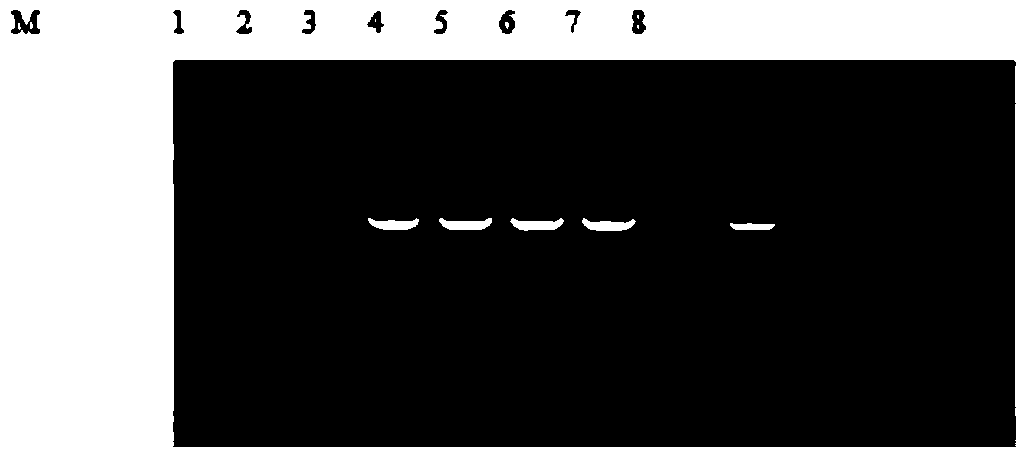 Lentivirus-mediated cxcr7 high expression engineered endothelial progenitor cells for therapeutic application in ischemic diseases