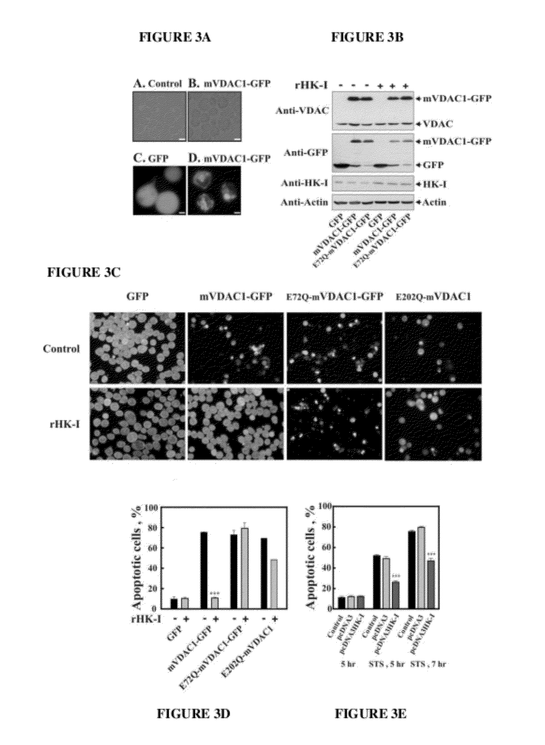 VDAC1 compositions and methods of use thereof for regulating apoptosis