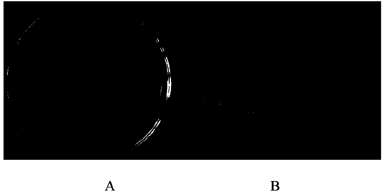 Chaetomium globosum with nematicidal activity, metabolite and application thereof