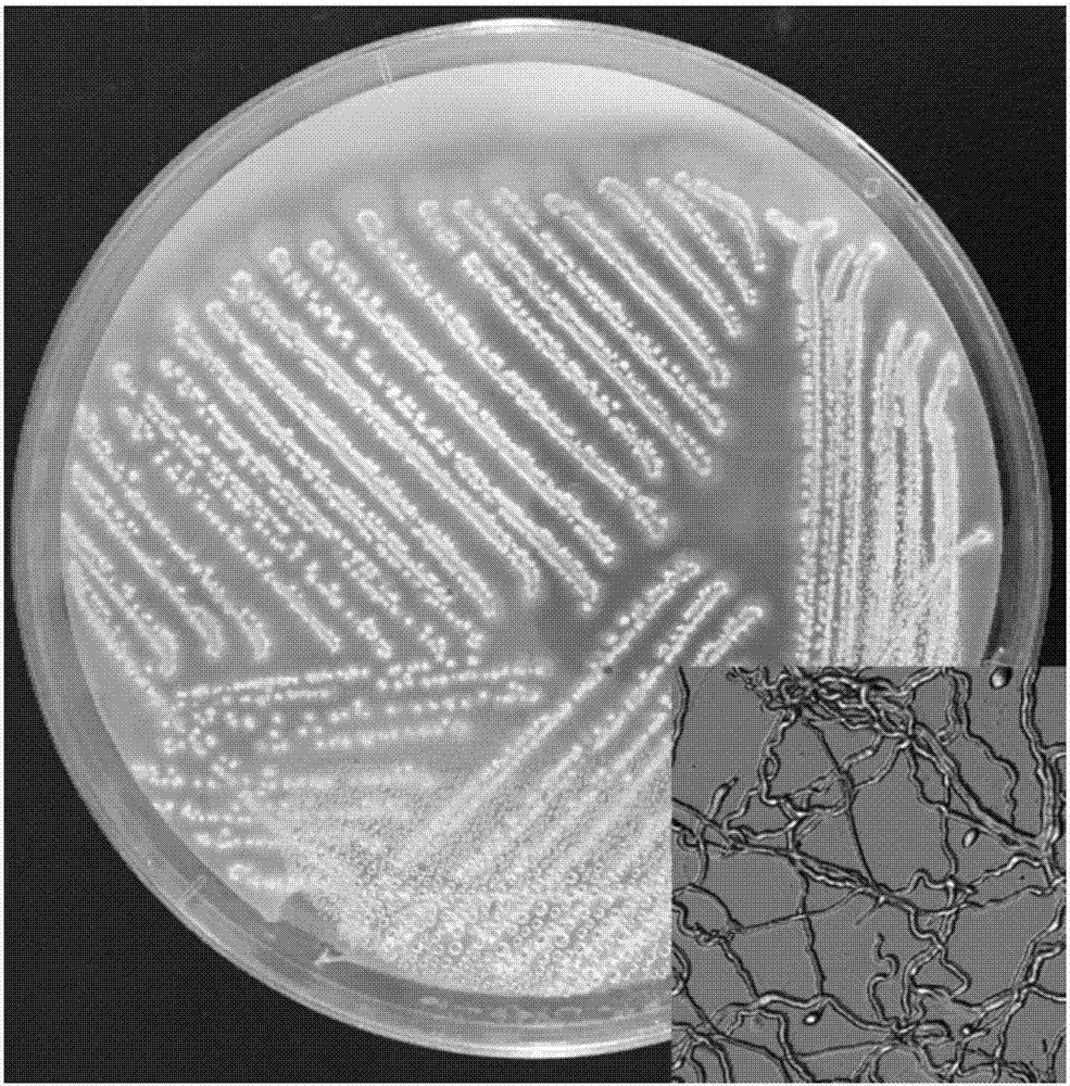 Streptomyces canus and its application in degrading chloronicotinyl insecticide