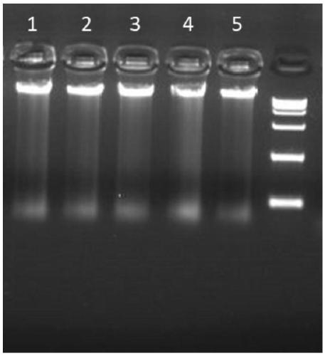 Extraction method of plant genome DNA rich in polysaccharides