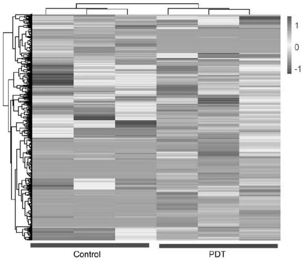 Application of CircHOMER1 and colorectal cancer treatment preparation