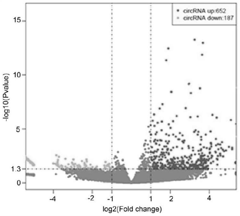 Application of CircHOMER1 and colorectal cancer treatment preparation