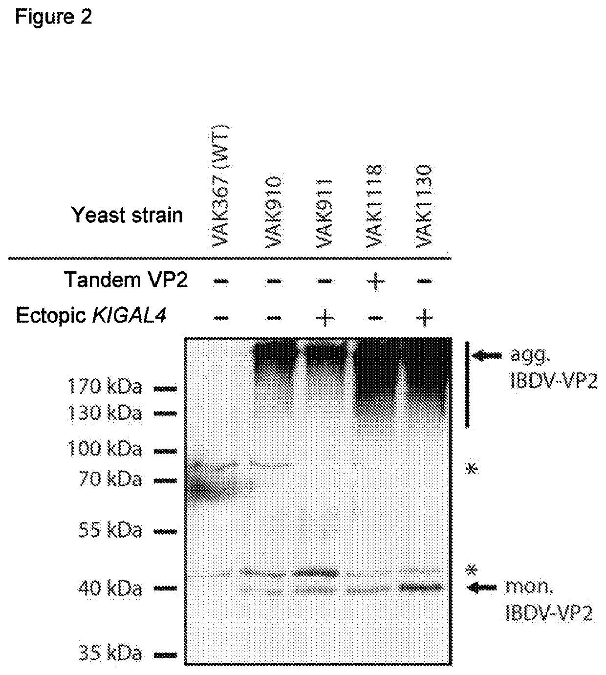 Optimized host/vector system for producing protective mono- and multivalent subunit vaccines on the basis of the yeast kluyveromyces lactis