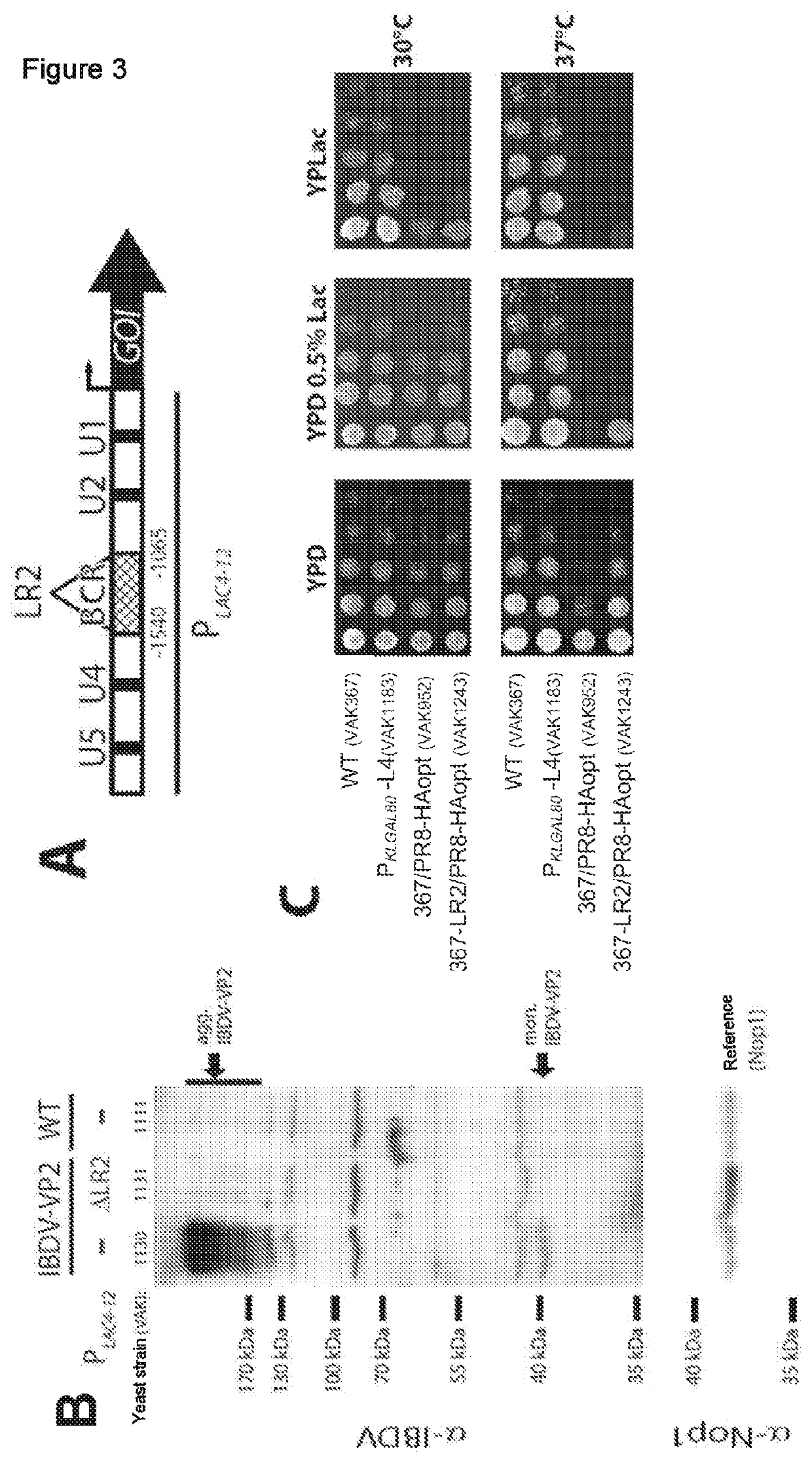 Optimized host/vector system for producing protective mono- and multivalent subunit vaccines on the basis of the yeast kluyveromyces lactis