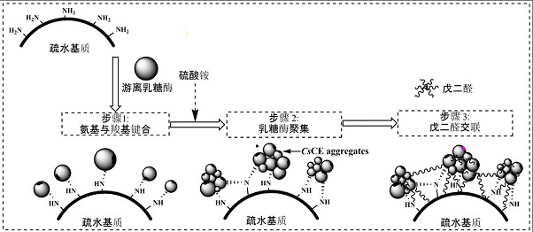 Immobilized lactase with hydrophobic property and method for preparing lactulose by applying immobilized lactase