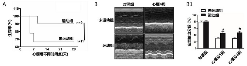 Application of Ctrp15 in preparation of products for promoting angiogenesis and improving ischemia-related cardiac functions