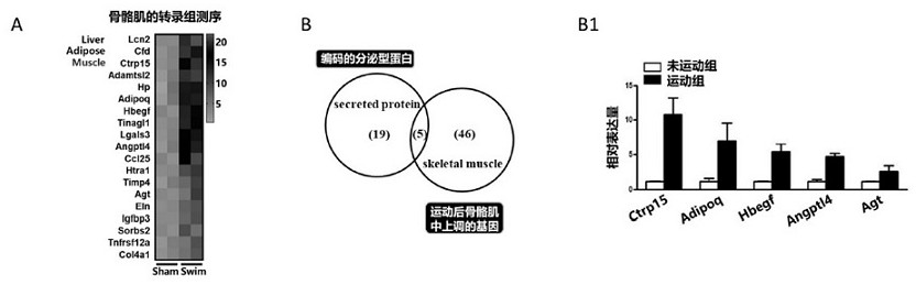 Application of Ctrp15 in preparation of products for promoting angiogenesis and improving ischemia-related cardiac functions