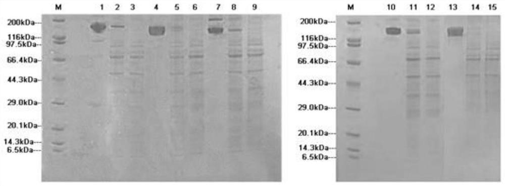 Anti-SARS-CoV-2 nucleocapsid protein monoclonal antibody as well as preparation method and application thereof