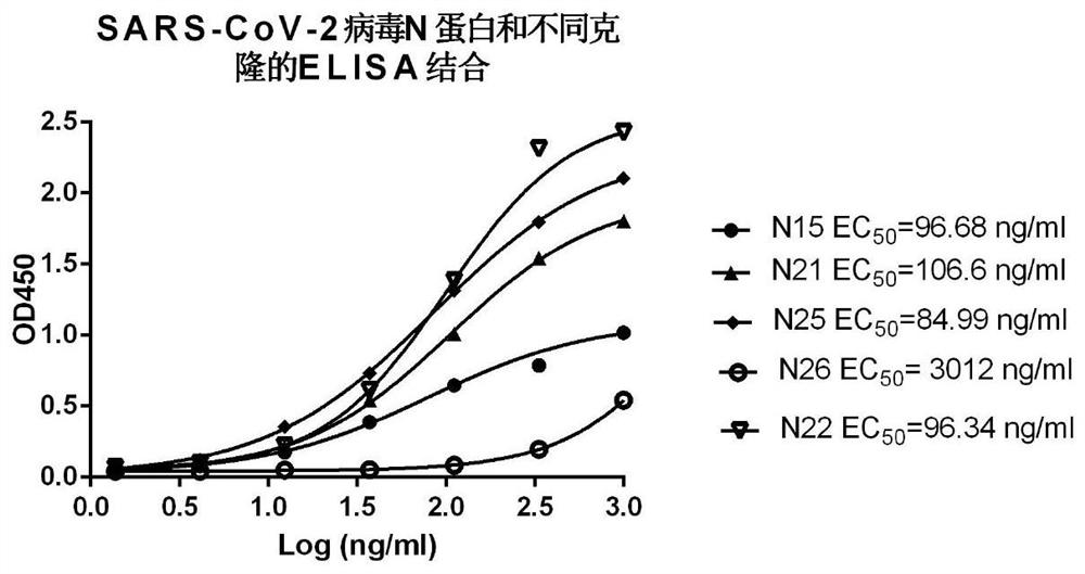 Anti-SARS-CoV-2 nucleocapsid protein monoclonal antibody as well as preparation method and application thereof