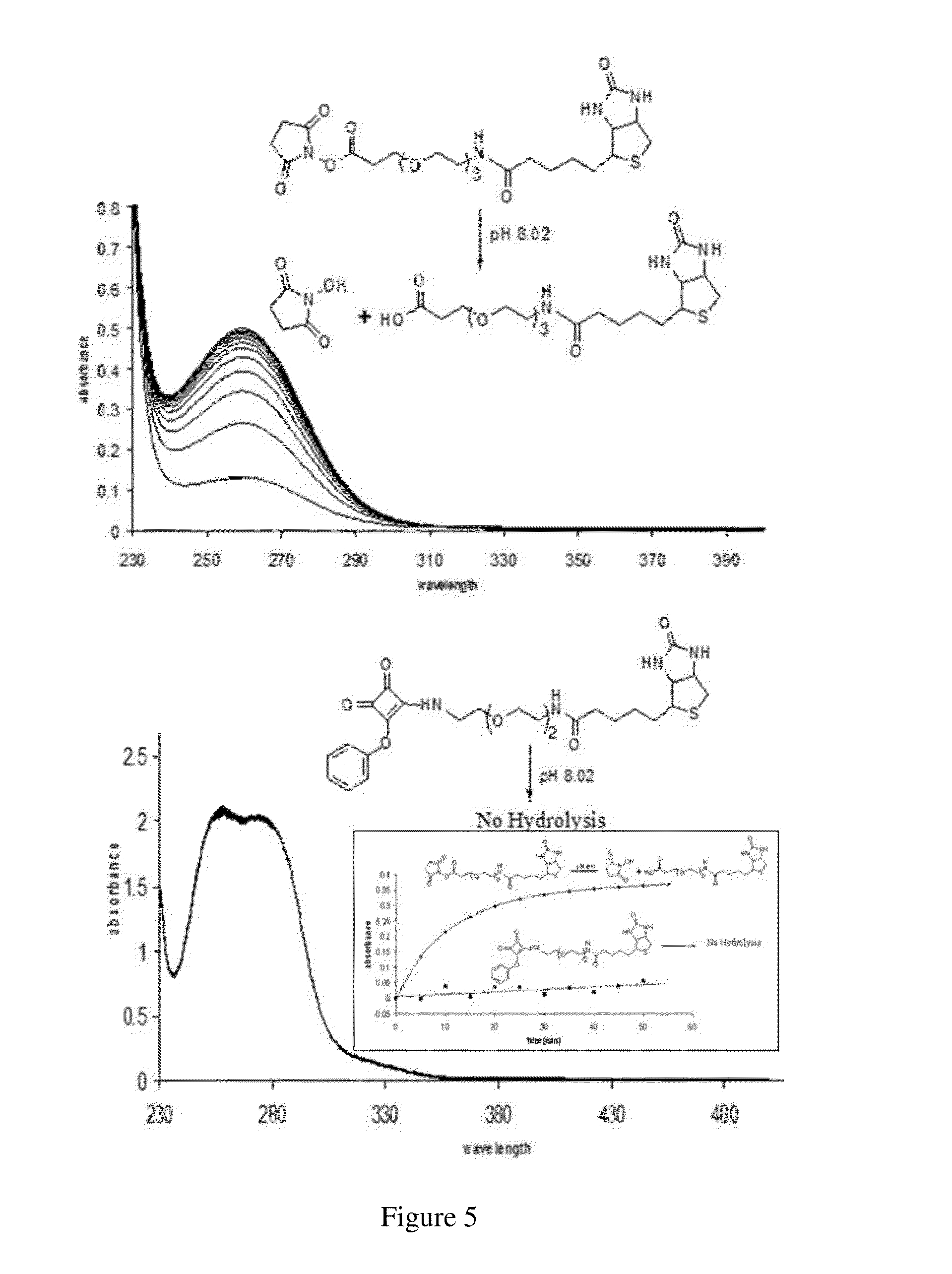 Method of covalently modifying proteins with organic molecules to prevent aggregation