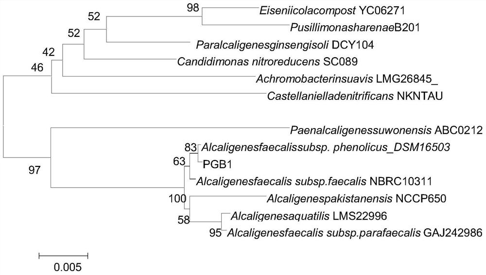 A β-lactam antibiotic degrading strain pgb1 and its application