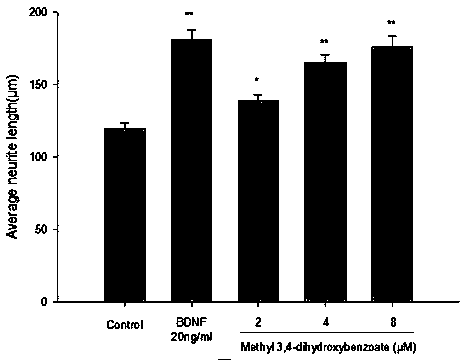 Application of methyl 3, 4-dihydroxybenzoate in preparation of medicaments for preventing and treating nerve degenerative diseases