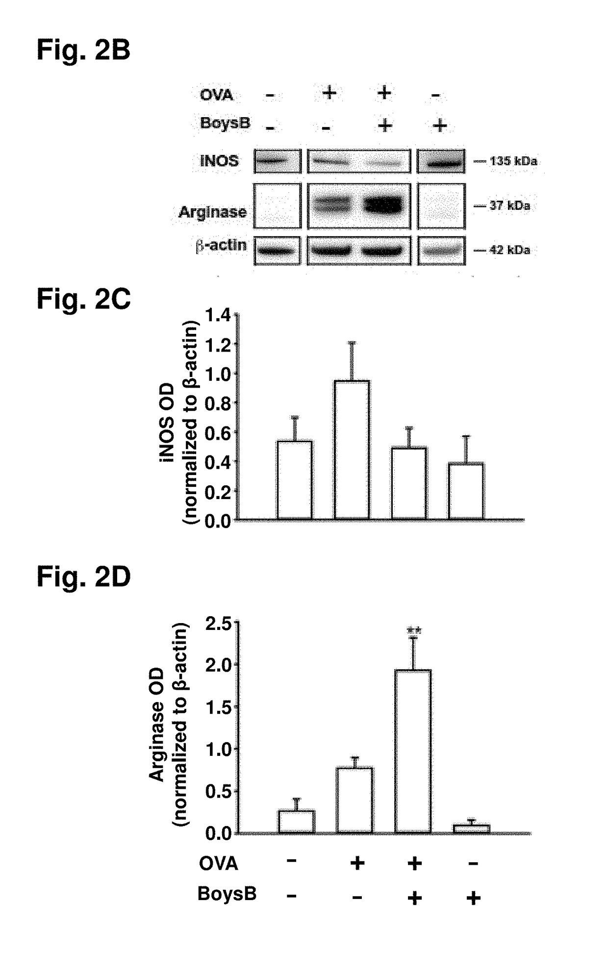 Boysenberry compositions and methods of preparation and use thereof