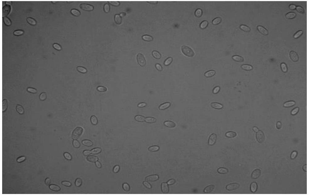 A fragrance-producing Pichia kudriazvii strain that degrades ammonia nitrogen and its application