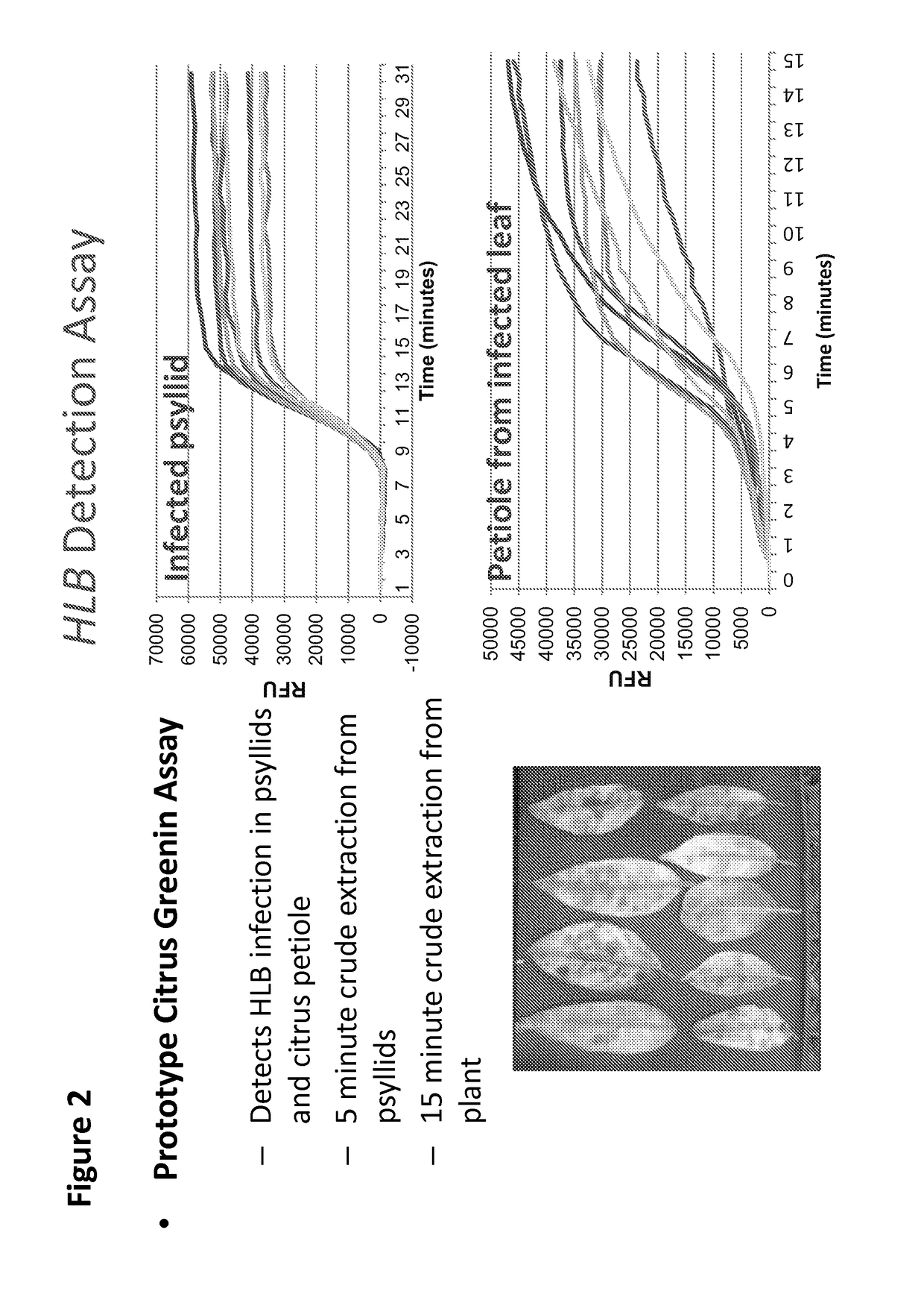 Compositions and methods for detecting huanglongbing