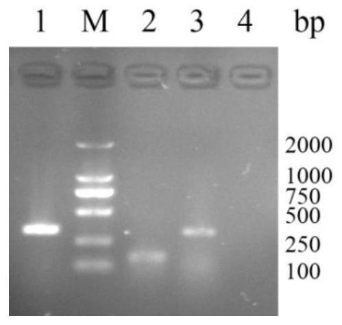 One-time rapid identification method of pig, chicken and rabbit meat