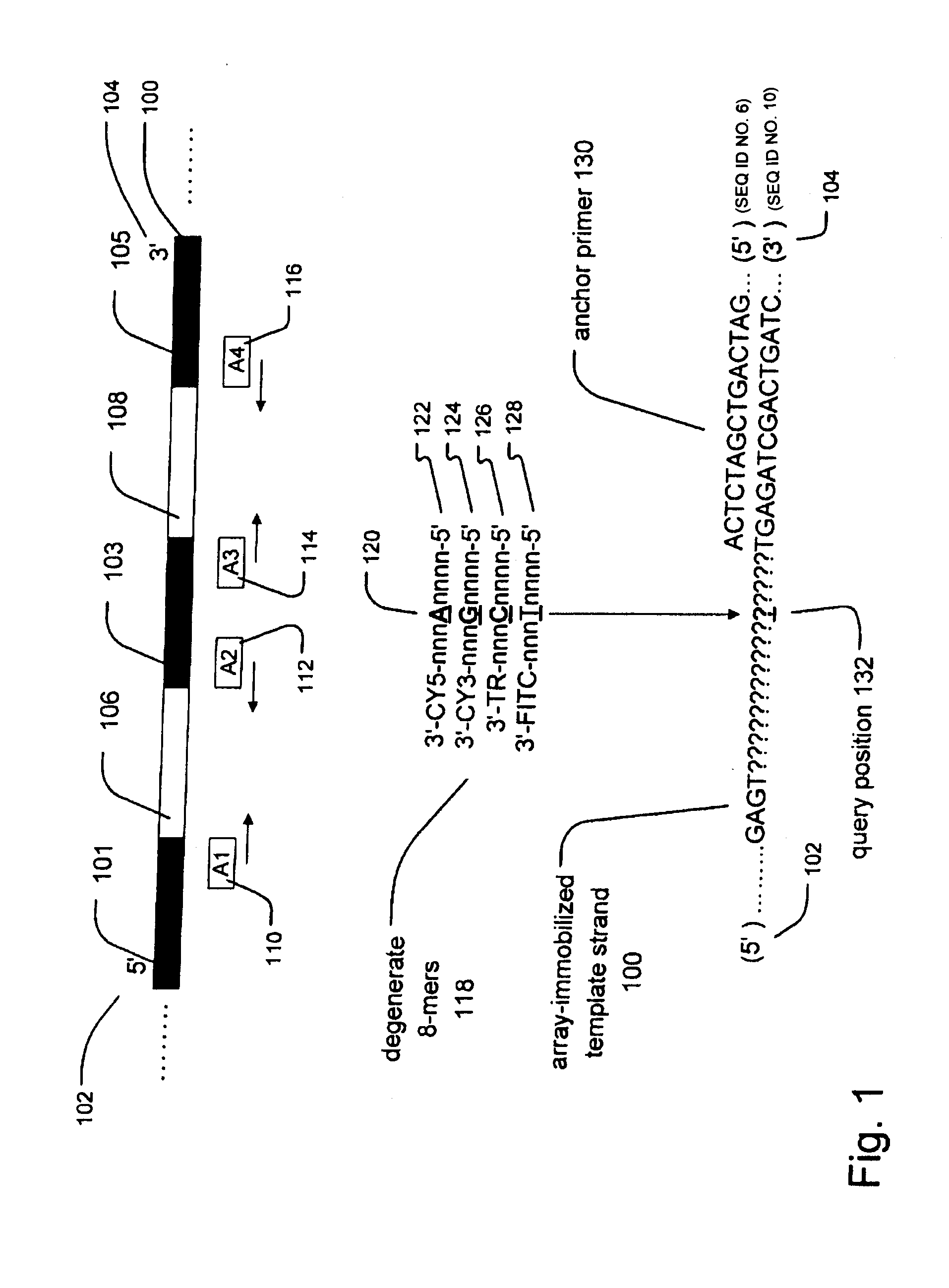 Methods and compositions for efficient base calling in sequencing reactions