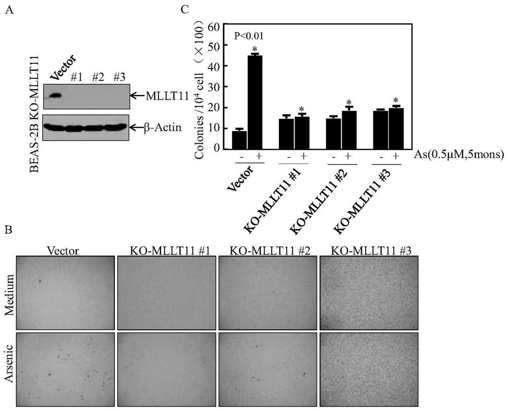 Target MLLT11 for preventing lung cancer and application thereof